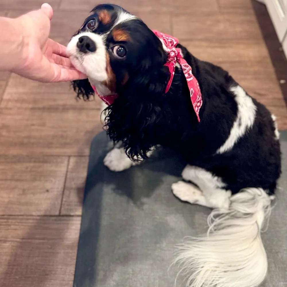 COOLING Red Bandana Dog Collar - Rustic Boho Bow Tie - Unisex Dogs Pet Wrap